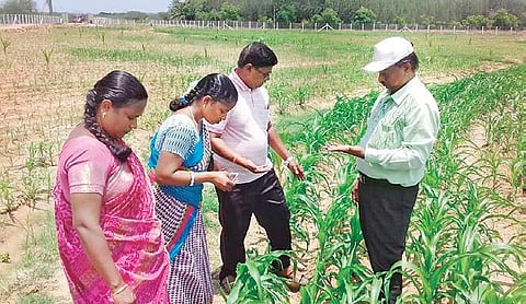 Agriculture department officials inspecting maize crop in Nainankulam | Express