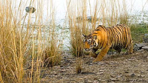 For representational purposes (File | EPS)