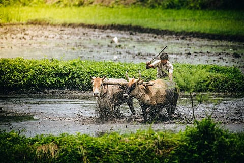 A farmer in the field (Photo: http://kalia.co.in)