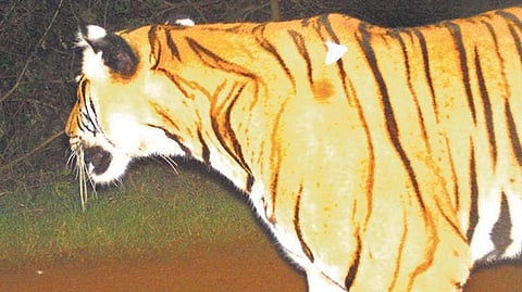 The injured tiger was spotted a few days ago on camera traps placed to keep track of wild animals in forest areas.