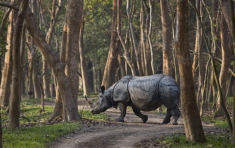 Image of wildlife sanctuary for representation purposes. | AP