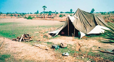 One man and his forest