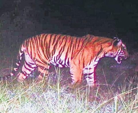 The tiger is aged between two-and-a half and three years. It is within seven square kilometers of Devarsholai.
