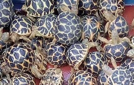 Indian star Tortoises (Photo |EPS)