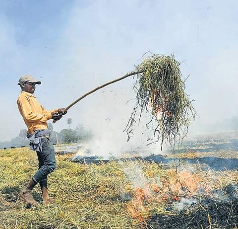 A farmer burns paddy stubbles in a field in a village in Ambala district of Haryana | pti