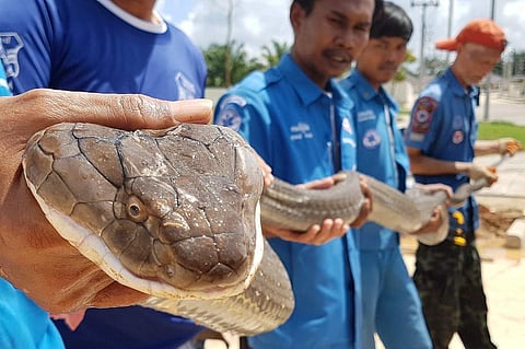 A four-metre king cobra pulled from a sewer in southern Thailand. (Photo | AFP)