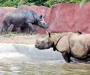 Nehru Zoological Park (File Photo |EPS)