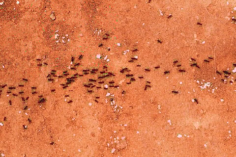Image of ants used for representational purpose only.