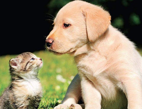 When dogs meet cats