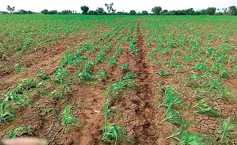Maize crops affected by Fall Armyworms. (File photo | EPS)