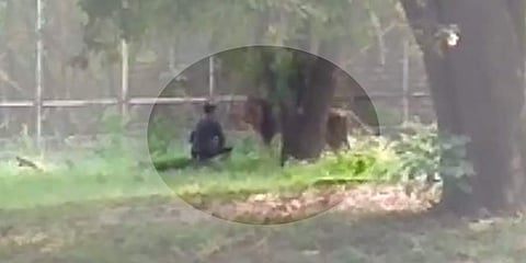 Screengrab of video in which man is seen near the lion in Delhi Zoo.