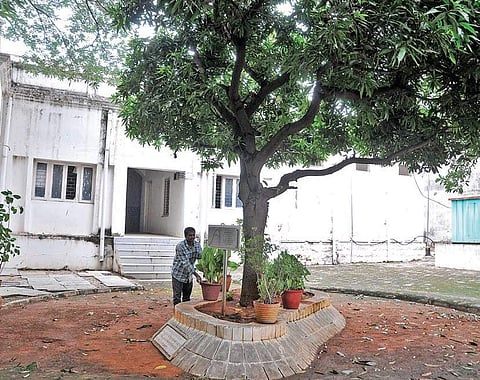 Mango tree planted by Mahathma Gandhi on March 9, 1934 at Golden Threshold in Hyderabad | S Senbagapandiyan