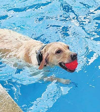 Furry business: Bengalureans turn towards animal communicators to locate lost pets through telepathy