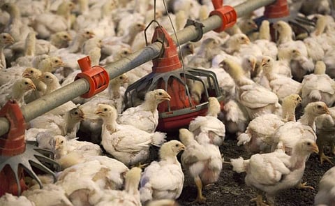 The total number of poultry in the State increased to 12.08 crore in 2019 as against 11.73 crore in 2012.(Photo | Reuters)