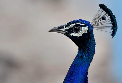 Peacocks are known to feed on insects and seeds of short variety plants such as grass seeds. (File Photo| PTI)