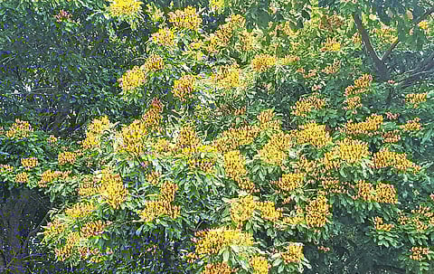 Benga is found in dry deciduous forests of southern and central Indian regions