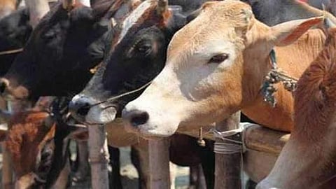 Cow vigilantes, municipal employees clash during action against illegal cow shelter in Indore