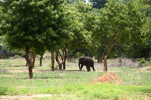 We’ve discovered the world’s trees absorb methane – so forests are even more important in the climate fight than we thought