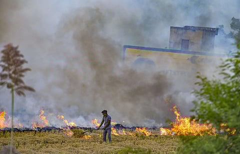 A farmer burns paddy stubbles in a field in a village in Hisar district of Haryana. (Photo | PTI)