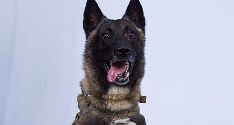 Trump has shared a picture of the 'wonderful' service dog that was injured during the top-secret raid to capture or kill Islamic State founder Abu Bakr al-Baghdadi. (Photo | Trump Twitter)