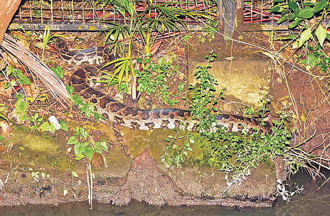A python crawling into the compound of RBI quarters in Kochi  Albin Mathew