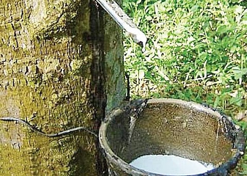 Rubber production