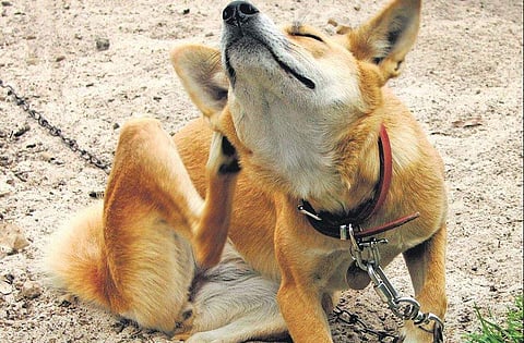 Skin lesions? Mites might be the cause