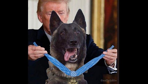 Trump posted an altered image of him presenting a medal to the dog on Twitter. (Photo | Donald Trump, Twitter)