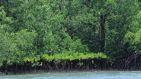 Representative Image. 