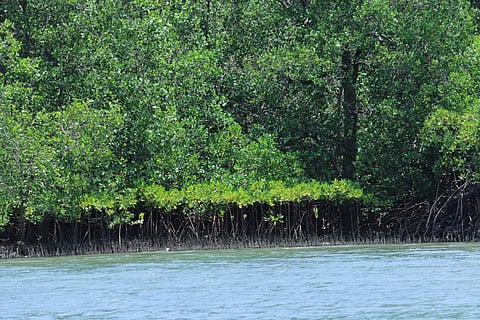 On March 14 last, the Union Ministry of Environment, Forests and Climate Change had invited feedback on the proposed amendment from the states.  (Photo | EPS)