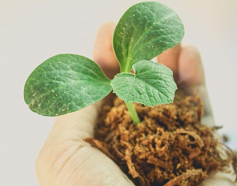 There will be more activities for the children focusing on awareness and conservation of the environment.