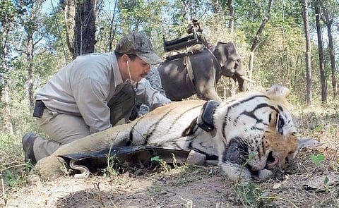 Scenes from Nat Geo’s documentary Counting Tigers follows the work undertaken for the latest Tiger census.