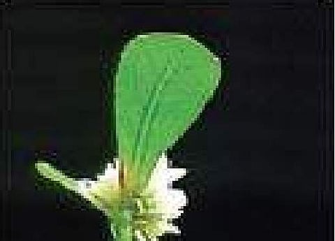 Those with eye issues can try Honagone Soppu or Ponnaganti as it is known in Kannada and in Telugu respectively.