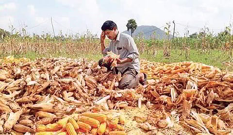 Farmers showing the damaged crop (File Photo |EPS)