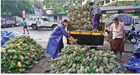 Workers busy loading pineapples into trucks at the pineapple market at Vazhakulam. The farmers here are having a tough time as the price of the produce is going down due to unfavourable weather | Albin Mathew