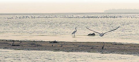 Loss of flora & fauna during Gaja continues to affect arrival of birds