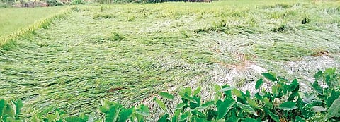 Paddy crop damaged in Jagatsinghpur district| Express