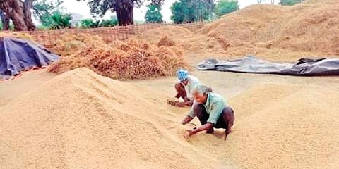 Millers delay procurement plan