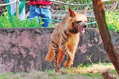 A wild dog runs away on seeing visitors at Indira Gandhi Zoological Park  in Visakhapatnam on Sunday | G satyanarayana