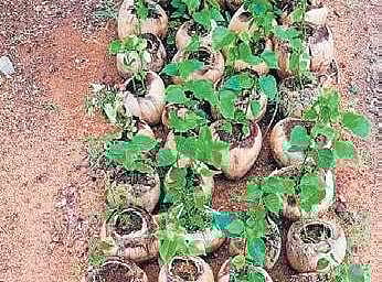 Plastic grow bags like these are common in most nurseries in the city| Express