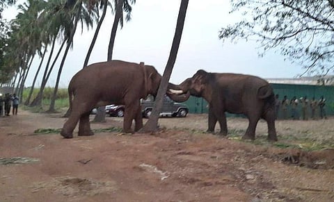 One of the kumki elephants, Paari became aggressive on Tuesday morning. (File Photo | EPS)