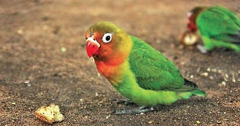 One of the world’s largest aviaries, coming up in the Eco Park in Kothwalguda, will house 10,000 exotic bird species.