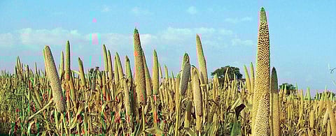 These qualities make this crop the ideal choice – nutritionally and environmentally.