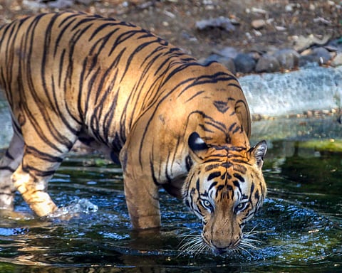 Villagers of Karnataka's Umblebailu panic amid rumours of tigers killing cattle