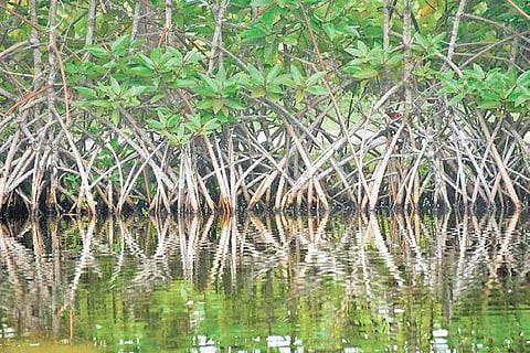 Representational Image