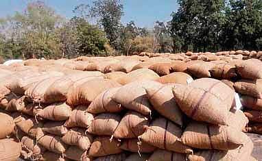 Paddy stored in an open market yard