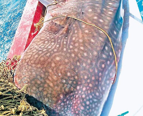 A whale shark caught off Murdeshwar coast in Uttara Kannada recently