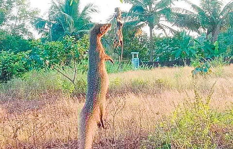 Carcasses of the slain mongooses