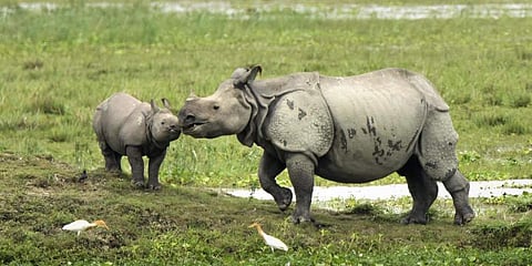 Increasing noise pollution is stopping mountain bears and rhinoceros from mating. (Photo | PTI)