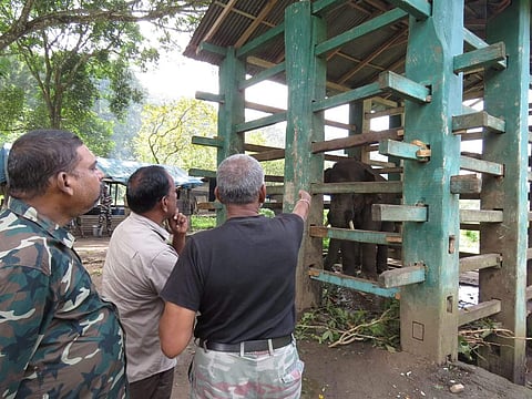 Veterinarian NS Manokaran monitoring Arisiraja at a Krall in Varagaliyar in ATR. (Photo | Special arrangement)